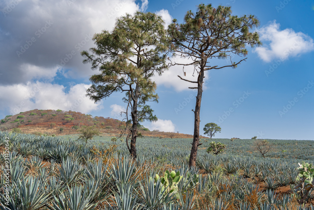 Obraz premium En el campo de agaves hay dos árboles grandes. 