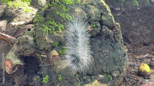 Black-haired caterpillars or bear caterpillars are crawling on rocks covered with green moss in the rainy season.