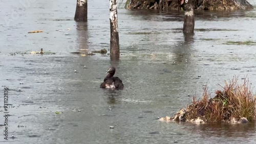 Ducks forage for food in a pond amid thunderstorms.