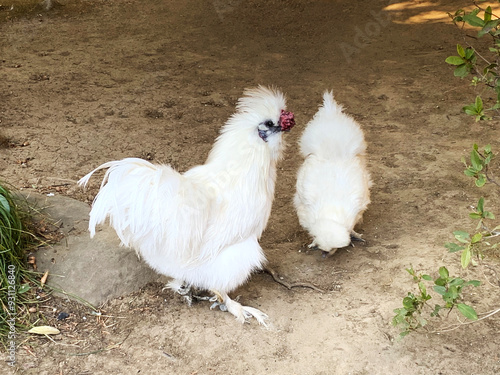 白い烏骨鶏のつがい