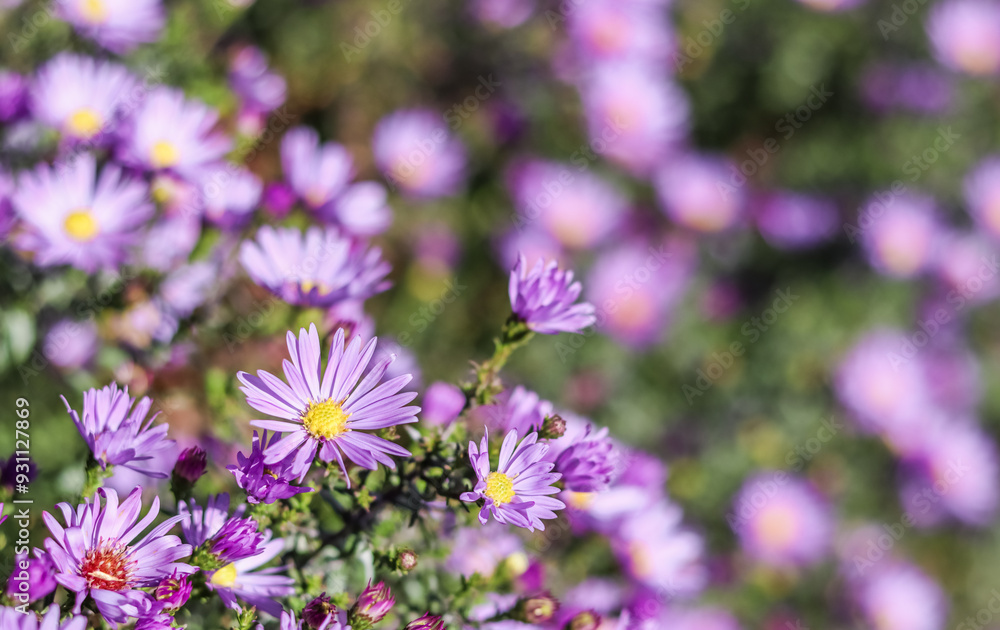 Beautiful purple flowers Aster in autumn garden Beautiful purple flowers Aster in autumn garden
