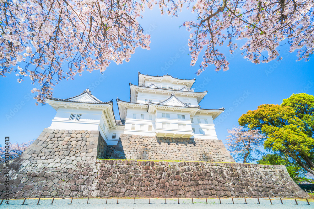 春の小田原城址公園、青空に映える天守閣と桜の風景【神奈川県・小田原市】
The scenery of Odawara Castle and cherry blossoms in the blue sky of spring. - Kanagawa, Japan 春の小田原城址公園、青空に映える天守閣と桜の風景【神奈川県・小田原市】
The scenery of Odawara Castle and cherry blossoms in the blue sky of spring. - Kanagawa, Japan