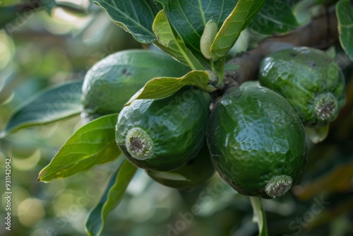 Feijoa fruits on a branch in the garden, illuminated by the sun, agribusiness business concept,organic healthy food and non-GMO fruits with copy space
