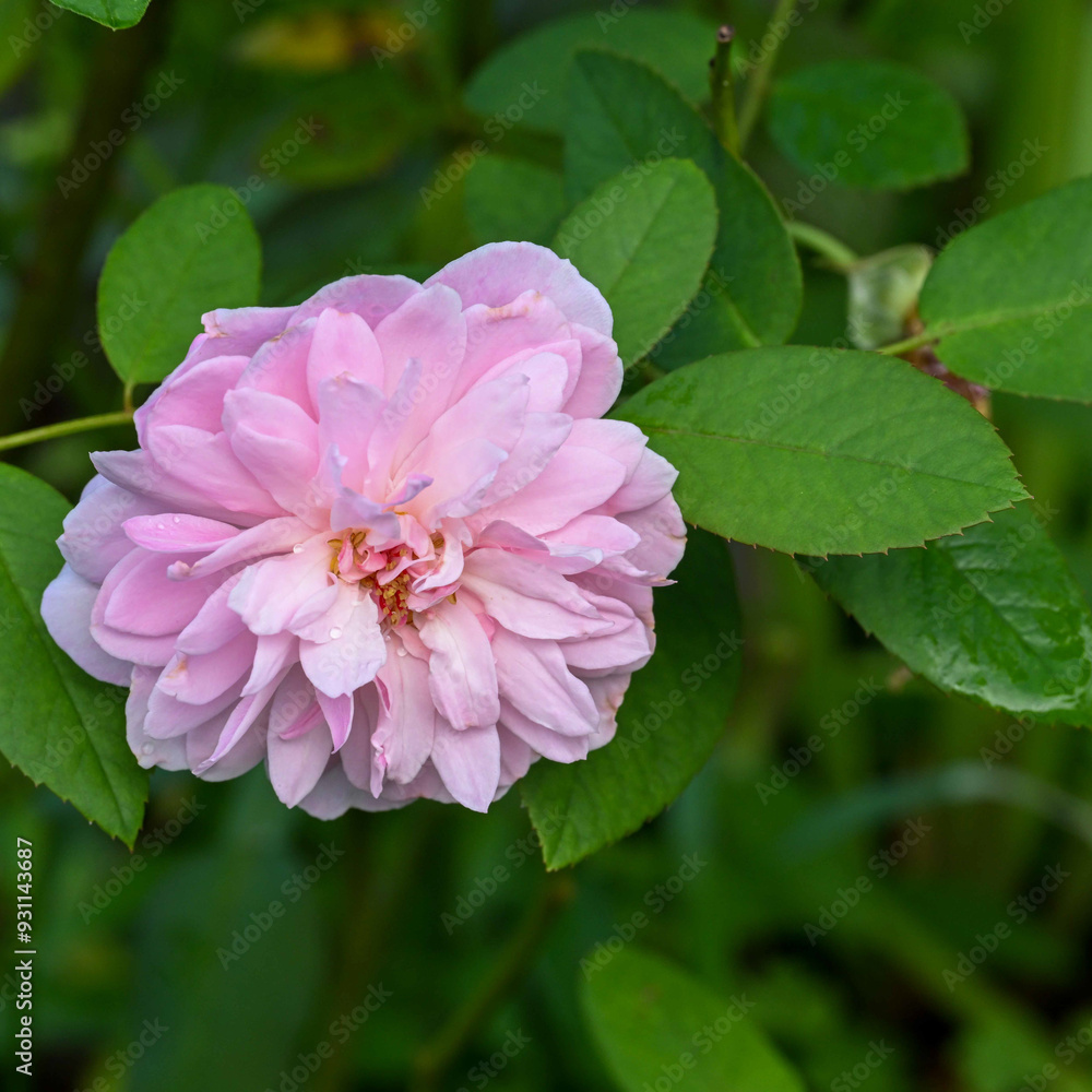 Fototapeta premium 夏の終わりに
