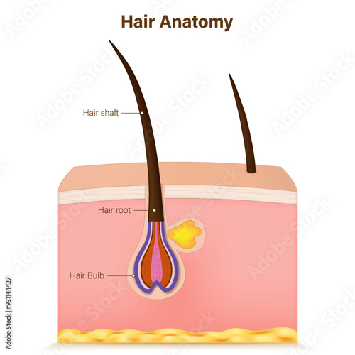 Hair follicle anatomy vector. Skin layers and hair follicle. Hair structure. Medical and science education.