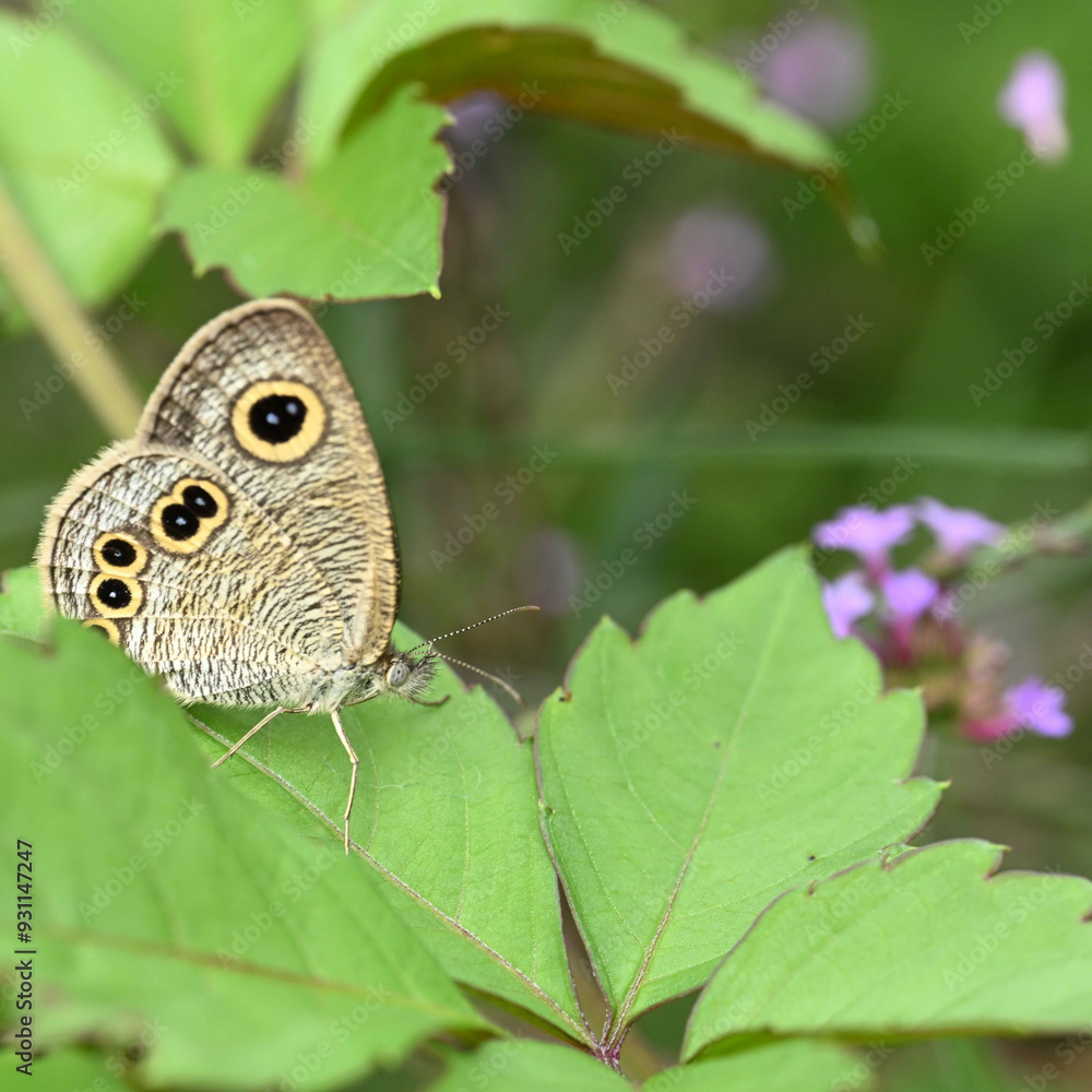 Fototapeta premium 夏の終わりに