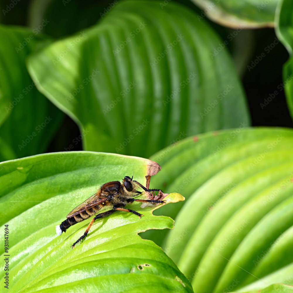 Fototapeta premium 夏の終わりに