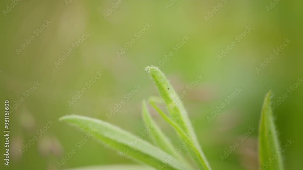 Rhagonycha fulva beetle on grass macro detail. Nature closeup Rhagonycha fulva beetle on grass macro detail. Nature closeup