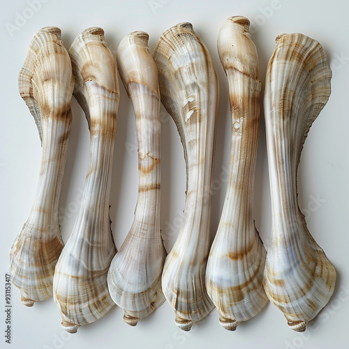 Raw Composition Geoduck Fresh Clams Enticing Fresh photo