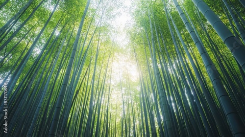 Green Bamboo Forest Wallpaper. 
