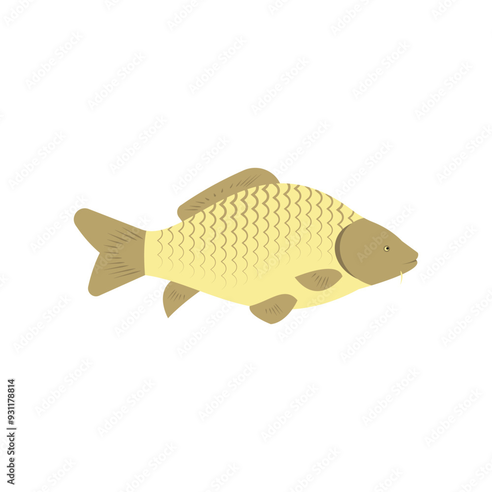 Vector illustration of fresh carp freshwater fish on white. For menu, label, recipe, product packaging. Freshwater food element. Action promotion and advertising. Caviar. EPS 10 Vector illustration of fresh carp freshwater fish on white. For menu, label, recipe, product packaging. Freshwater food element. Action promotion and advertising. Caviar. EPS 10