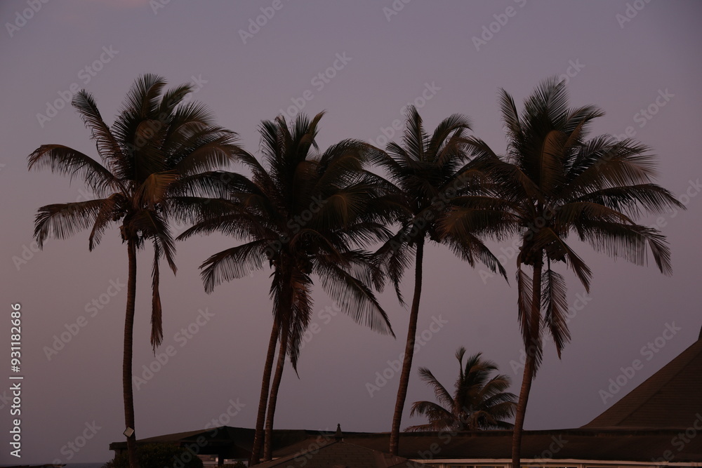 Obraz premium Silhouettes de grands palmiers au coucher du soleil au Sénégal. Ambiance paisible tropicale avec des longs troncs et feuilles se découpant dans un ciel mauve orangé