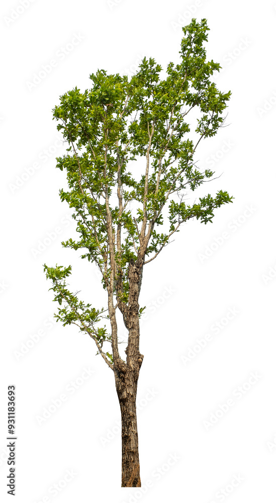 Green tree isolated on transparent background with clipping path and alpha channel..