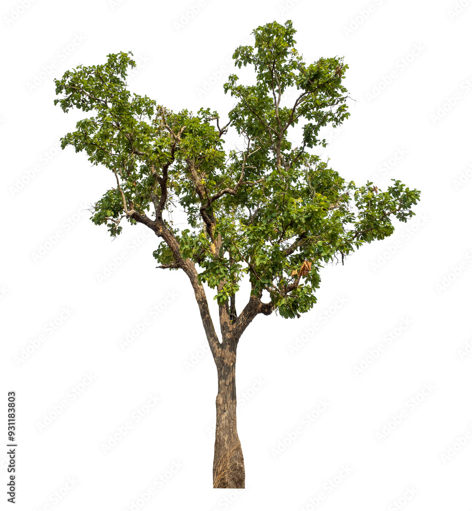 Green tree isolated on transparent background with clipping path and alpha channel. Green tree isolated on transparent background with clipping path and alpha channel.