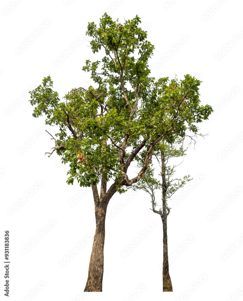 Obraz premium Green tree isolated on transparent background with clipping path and alpha channel.