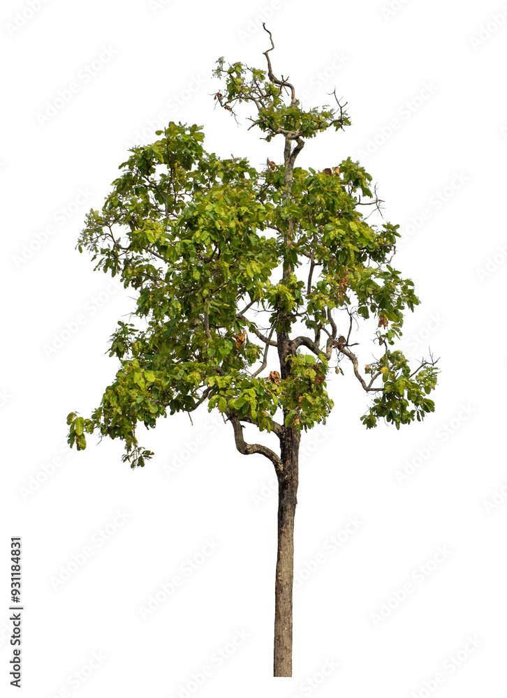 Green tree isolated on transparent background with clipping path and alpha channel. Green tree isolated on transparent background with clipping path and alpha channel.