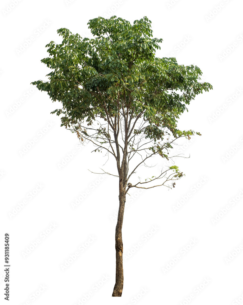 Obraz premium Green tree isolated on transparent background with clipping path and alpha channel.