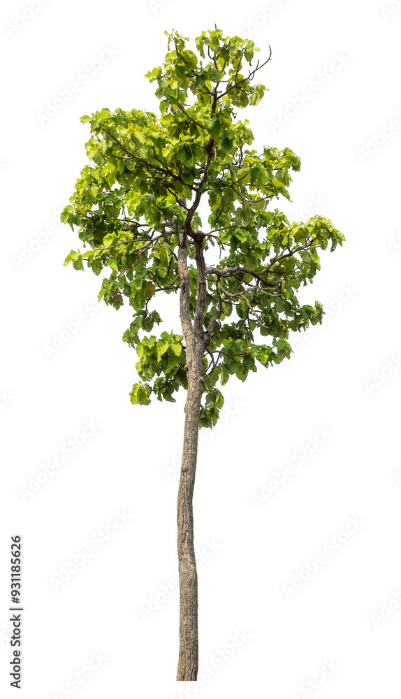 Green tree isolated on transparent background with clipping path and alpha channel.. Green tree isolated on transparent background with clipping path and alpha channel..