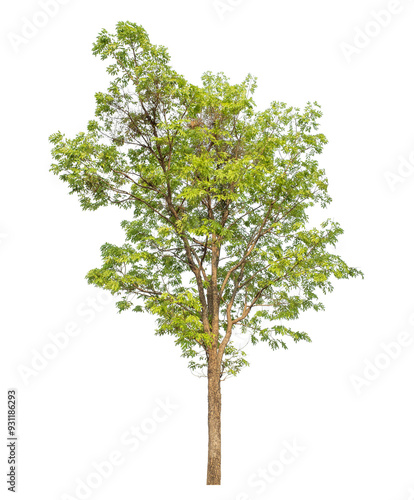 Green tree isolated on transparent background with clipping path and alpha channel..