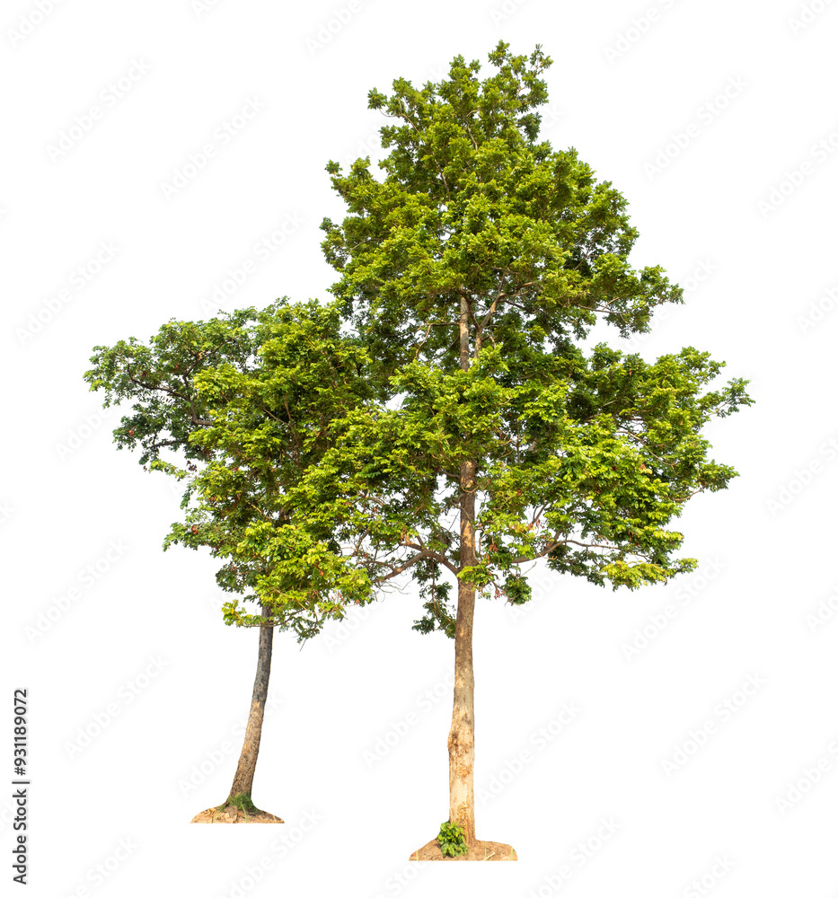 Obraz premium Green trees isolated on transparent background with clipping path and alpha channel.