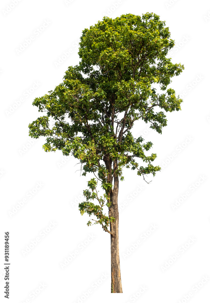 Green tree isolated on transparent background with clipping path and alpha channel. Green tree isolated on transparent background with clipping path and alpha channel.