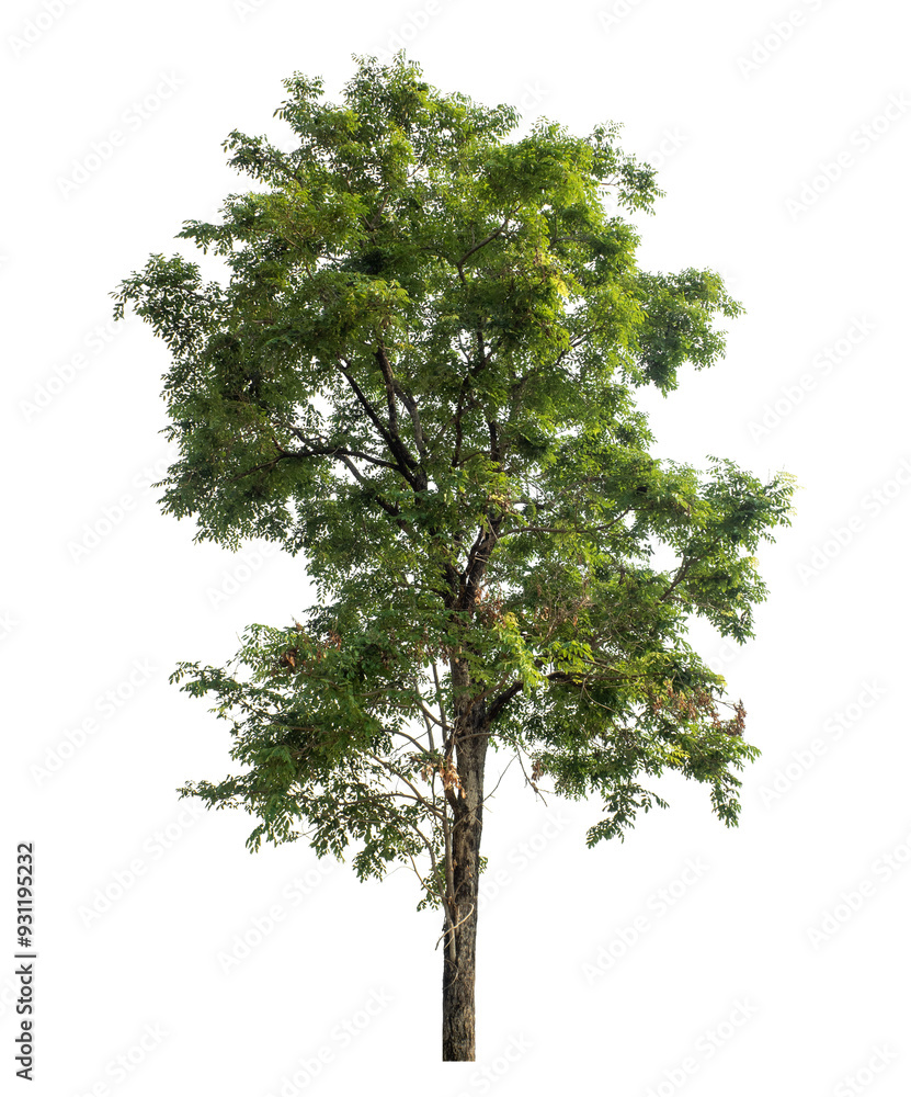 Fototapeta premium Green tree isolated on transparent background with clipping path and alpha channel.