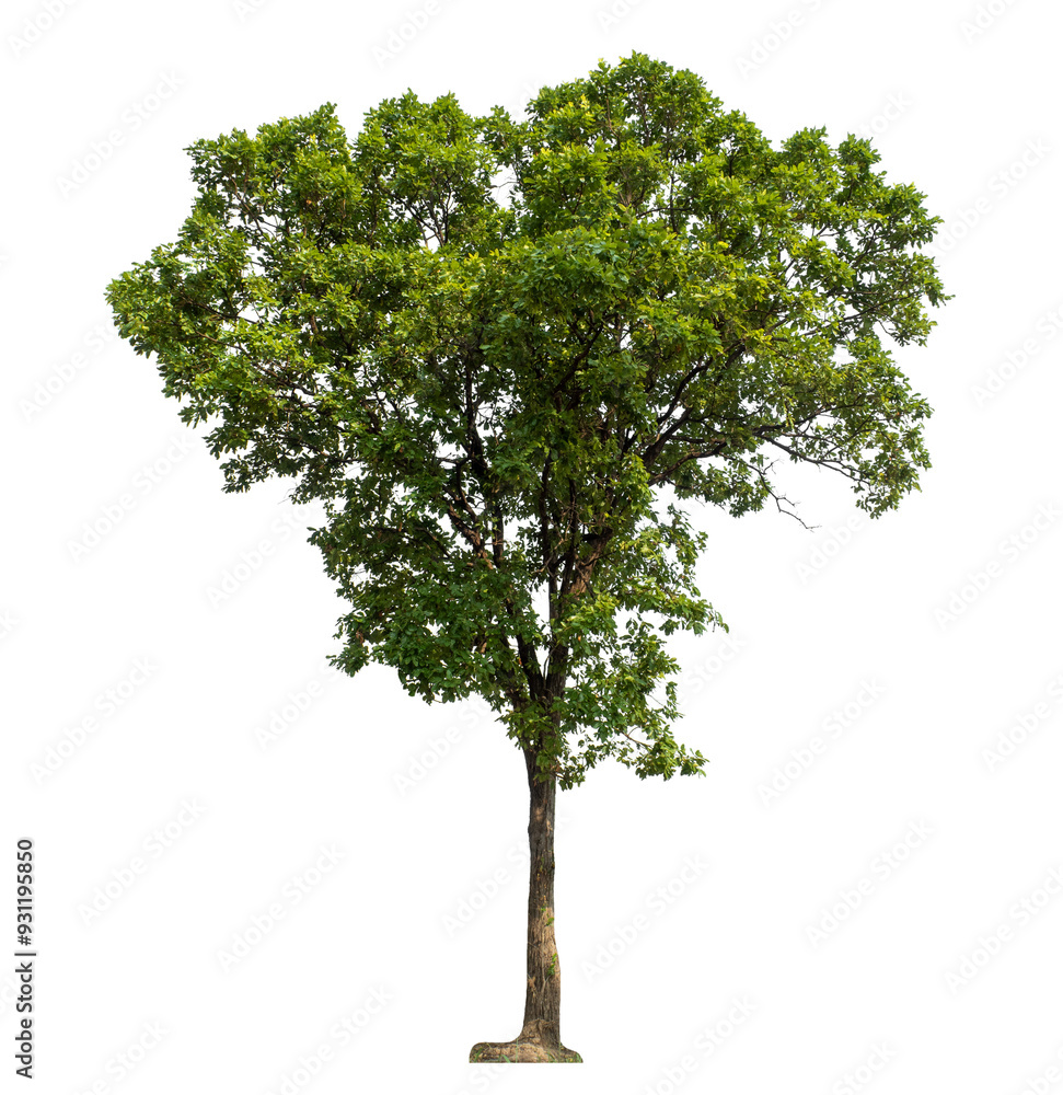 Green tree isolated on transparent background with clipping path and alpha channel. Green tree isolated on transparent background with clipping path and alpha channel.