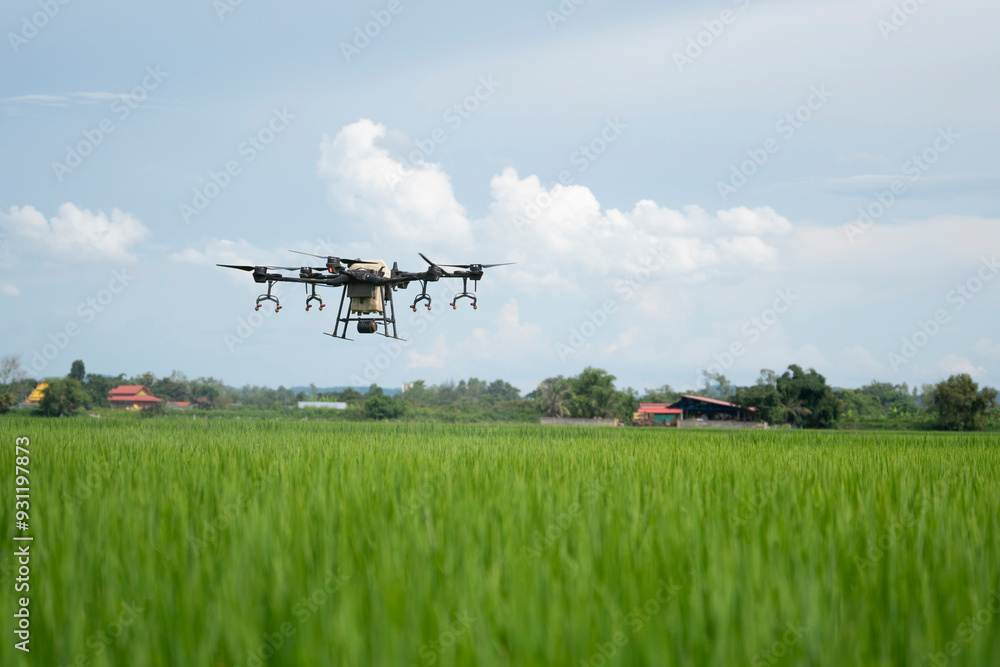 Fototapeta premium Drone is flying over the rice filed