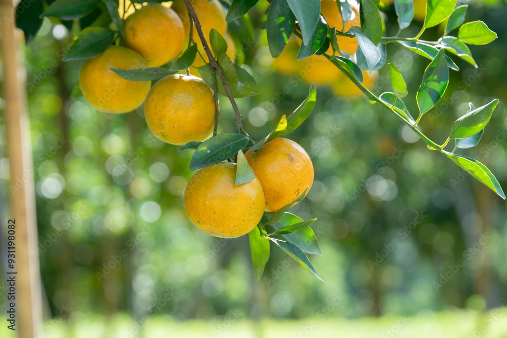A group of Orange fruit