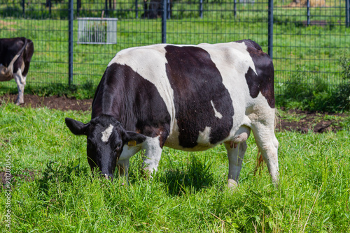 Black and White Cow Grazing on a Sunny Day |  Czarno-biała Krowa Pasąca się w Słoneczny Dzień  photo