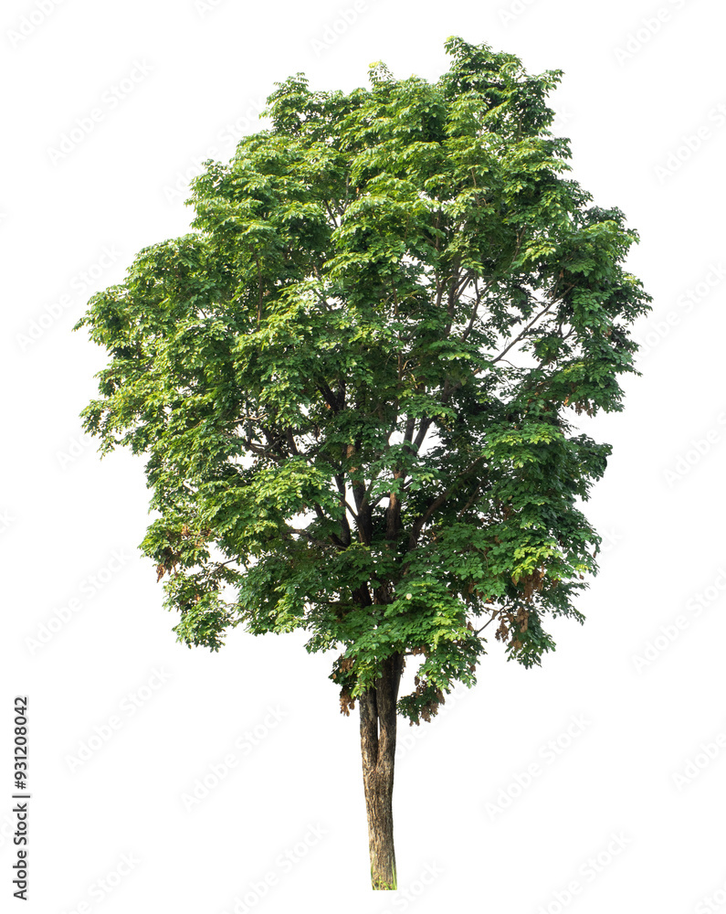Fototapeta premium Green tree isolated on transparent background with clipping path and alpha channel.