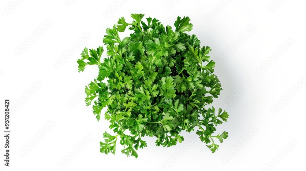 Naklejka premium Fresh Parsley Bouquet