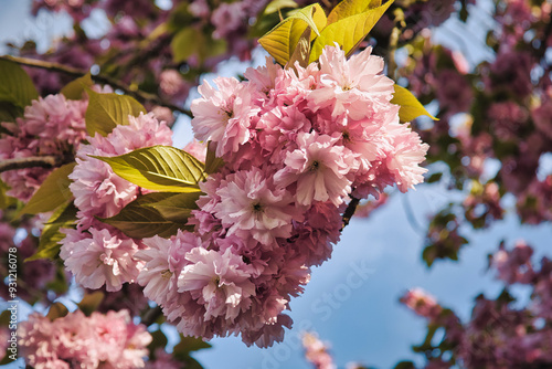 Kirschblüte - Kirschbäume - Asahi - Teltow - Brandenburg - Germany - Blütenpracht - Cherry - Blossoms - Flower - Green - Japanese - Background - Sakura - Concept photo