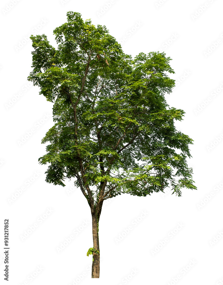 Fototapeta premium Green tree isolated on transparent background with clipping path and alpha channel.