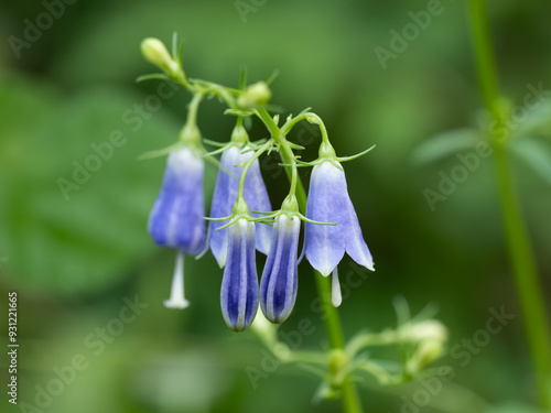 美しい青紫のツリガネニンジンの花が初秋に咲く photo