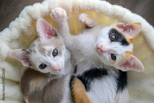 Two adorable kittens snuggle closely in a cozy soft bed