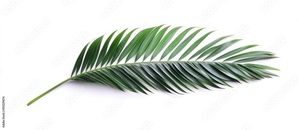 Single Palm Leaf on White Background Single Palm Leaf on White Background