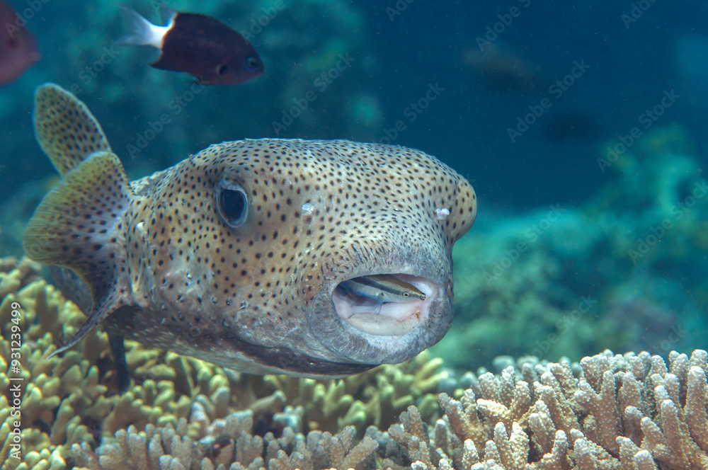 Closeup of a Porcupine Pufferfish with bluestreak cleaner wrasse at cleaning station of Bali Closeup of a Porcupine Pufferfish with bluestreak cleaner wrasse at cleaning station of Bali