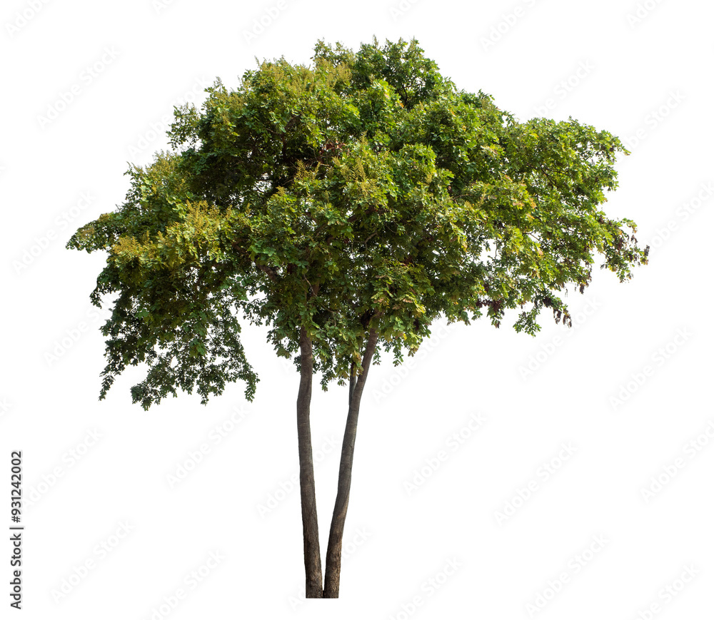 Green tree isolated on transparent background with clipping path and alpha channel. Green tree isolated on transparent background with clipping path and alpha channel.