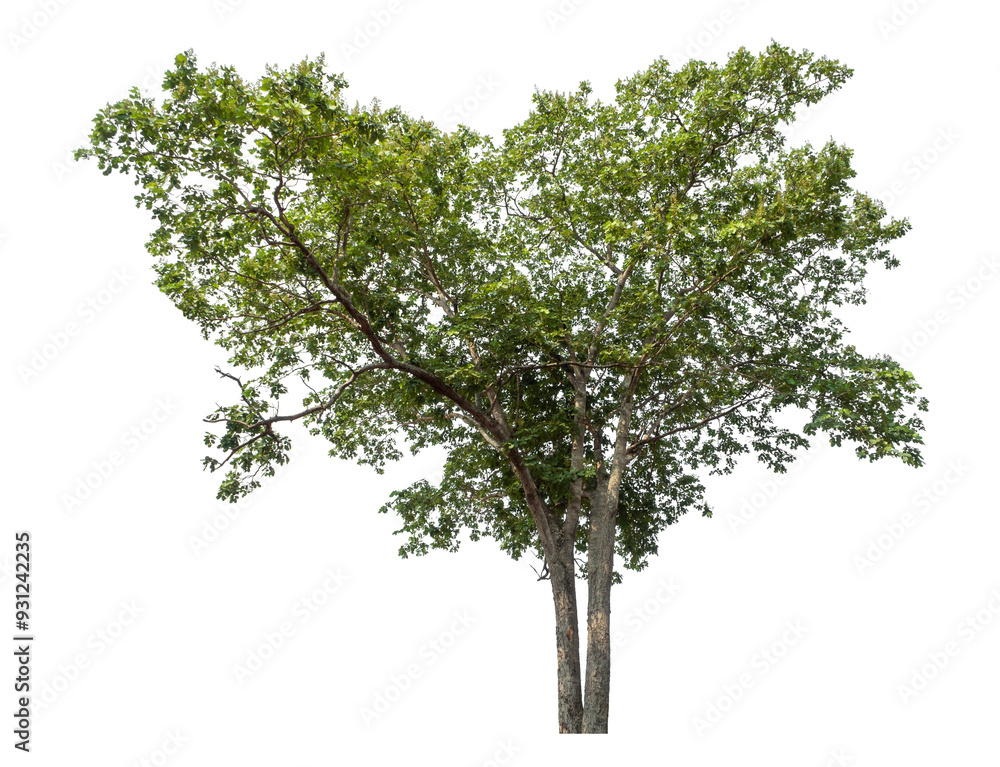 Green trees isolated on transparent background with clipping path and alpha channel. Green trees isolated on transparent background with clipping path and alpha channel.