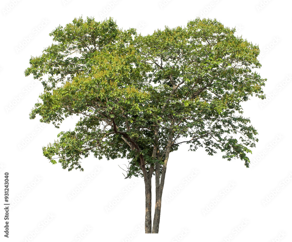Green tree isolated on transparent background with clipping path and alpha channel. Green tree isolated on transparent background with clipping path and alpha channel.