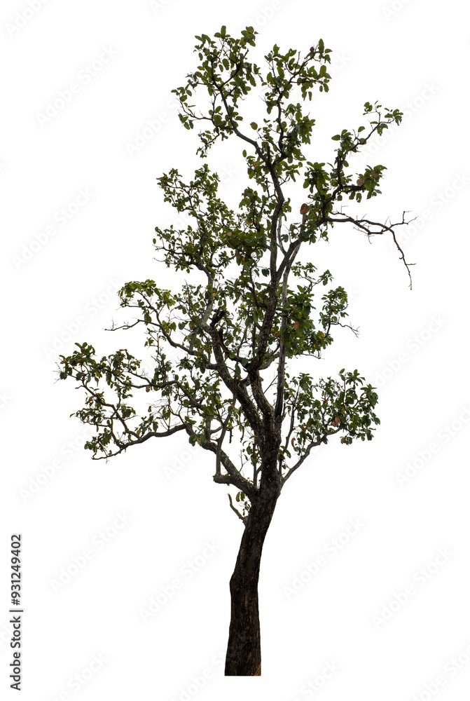 Tree isolated on transparent background with clipping path and alpha channel. Tree isolated on transparent background with clipping path and alpha channel.