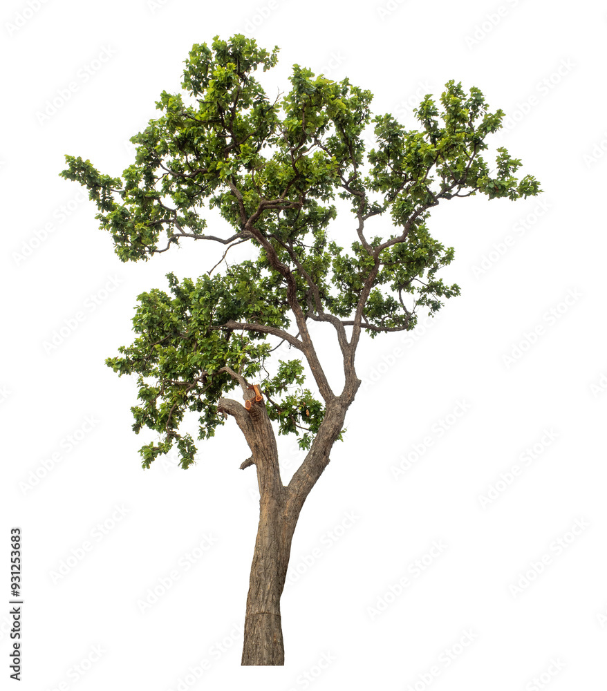 Green tree isolated on transparent background with clipping path and alpha channel. Green tree isolated on transparent background with clipping path and alpha channel.