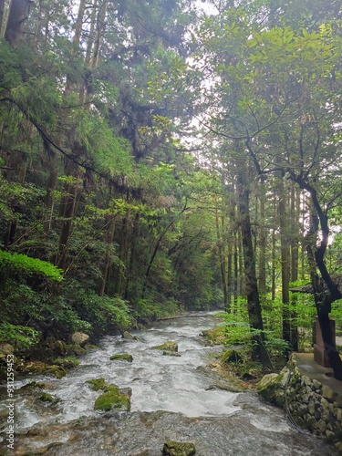 river in the forest