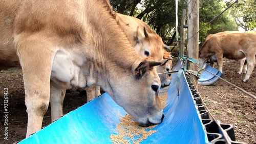 A line of cows gathers at a feeding trough, enjoying nutritious organic feed at a tranquil farm setting.