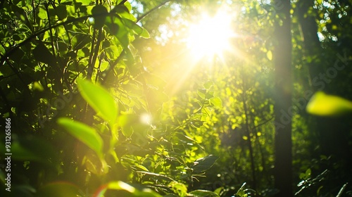 A bright and sunny day in a spring forest with sunlight filtering through the dense canopy and creating a warm glow