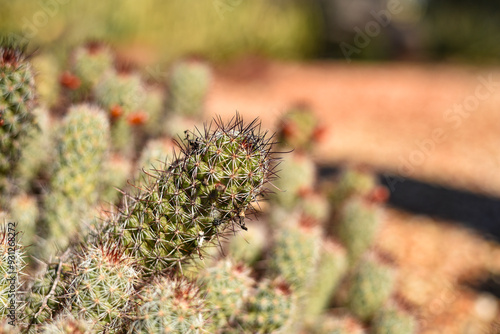 large cactus at a cactus farm photo