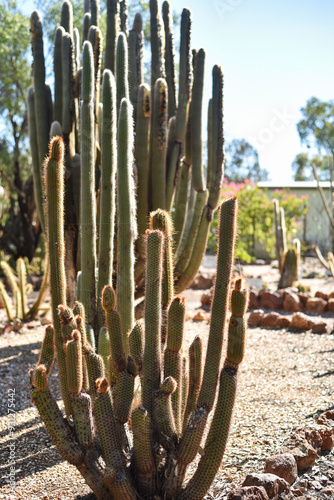 large cactus at a cactus farm photo