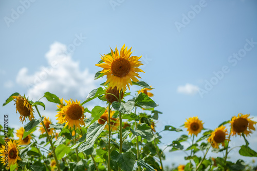 Sunflowers against blue sky with white fluffy clouds