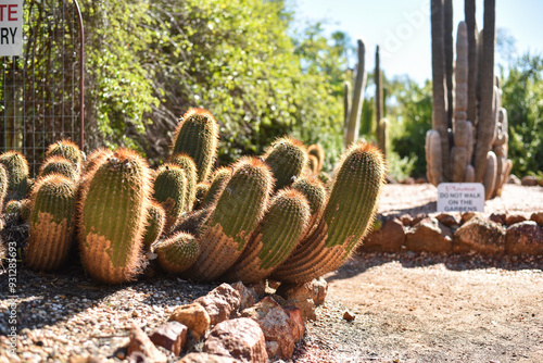 large cactus at a cactus farm photo